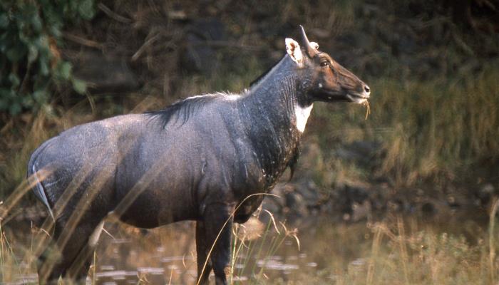 picture of a Nilgais