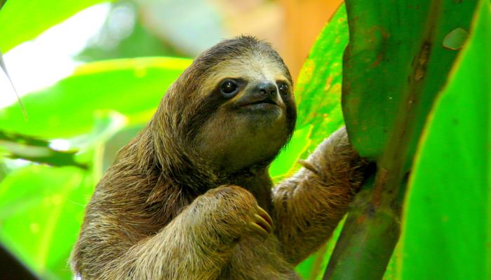 picture of a sloth