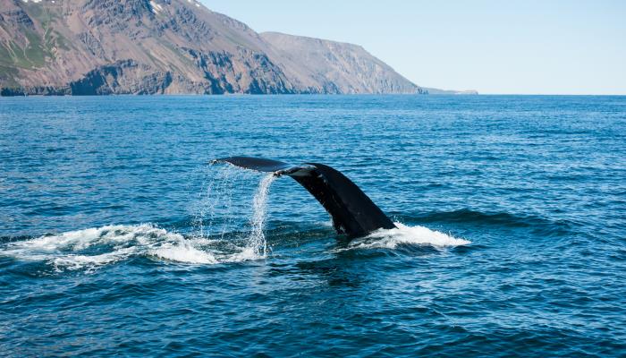 picture of a whale's tail in Iceland