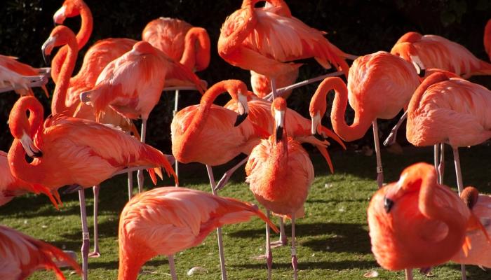 picture of flamingos