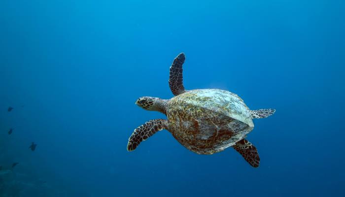 picture of a loggerhead turtle