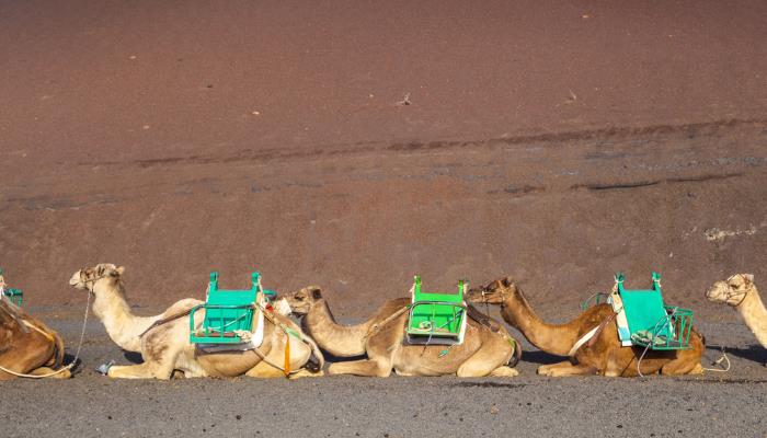 picture of camels in Lanzarote