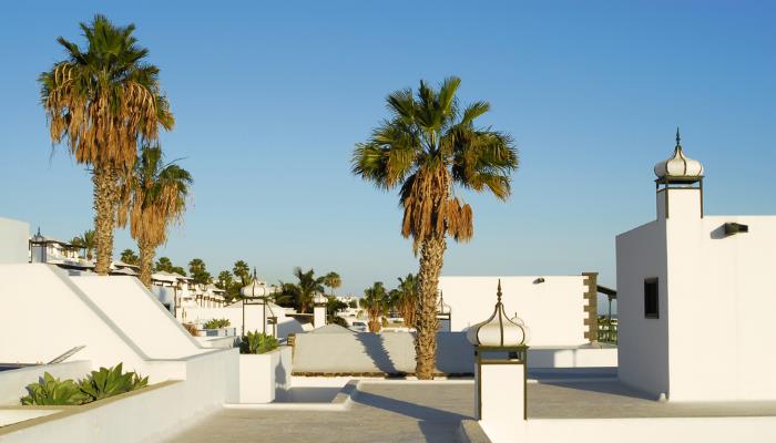 picture of palm trees in Lanzarote