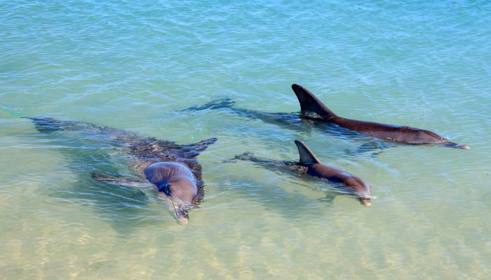 picture of dolphins in the sea